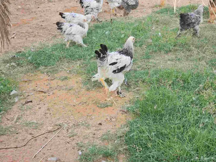 دجاج براهما كولومبي بشاير 3