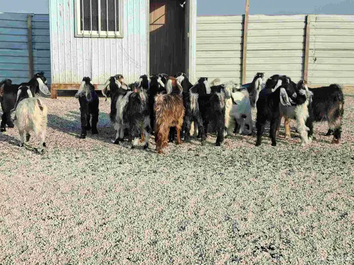 تيوس وجفار العدد 21 السعر 850 3