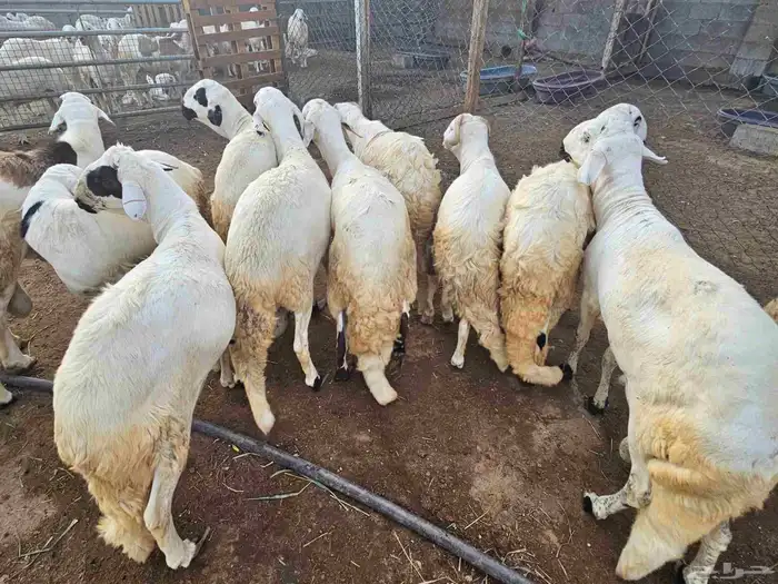 سواكني جملة وتفريد 4