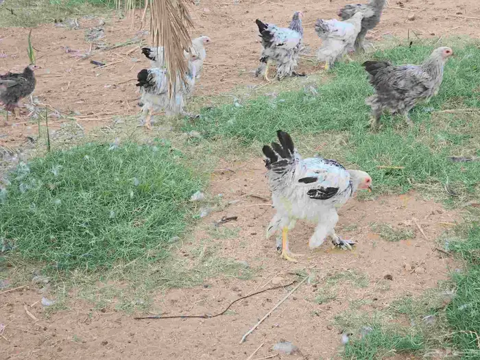 دجاج براهما كولومبي بشاير 4
