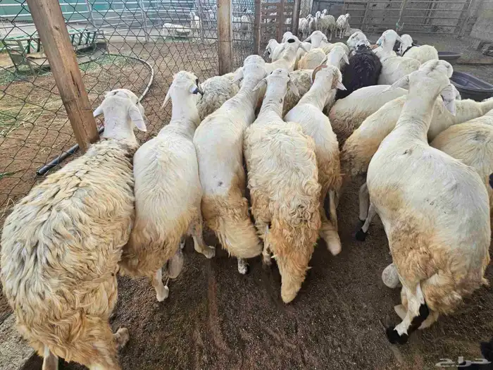 سواكني جملة وتفريد 0