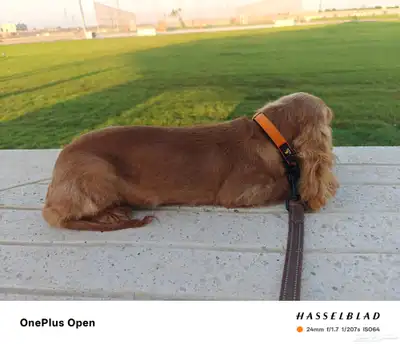5 month English Cocker Spaniel for sale due to change work. index