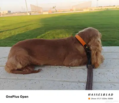 5 month English Cocker Spaniel for sale due to change work. index