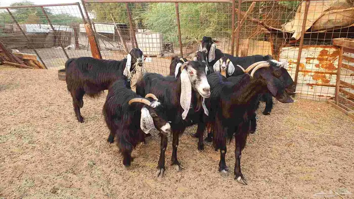 7 معزا حبش مقرعات 1