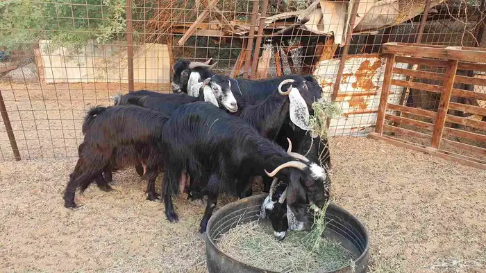 7 معزا حبش مقرعات 2