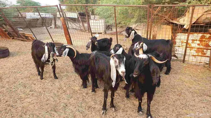 7 معزا حبش مقرعات 9