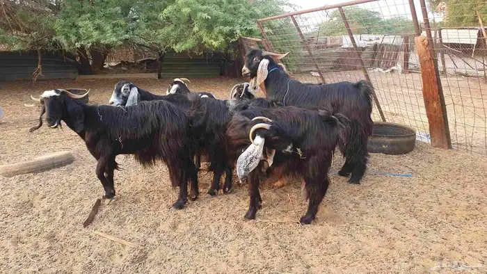 7 معزا حبش مقرعات 4