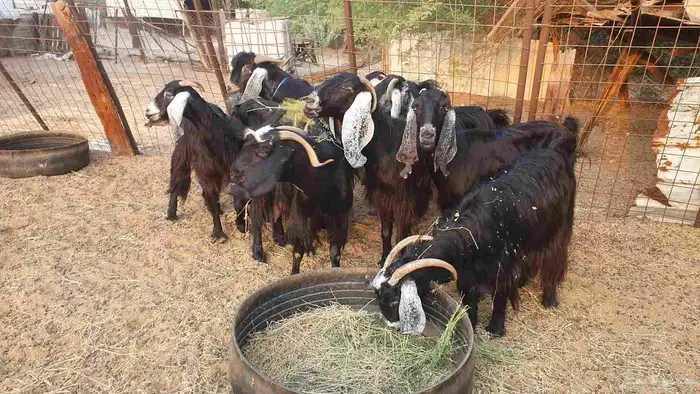 7 معزا حبش مقرعات 8