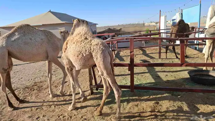 السلام عليكم حشو بريات فل شحم ولحم وبكره حقه العلف برسيم 2