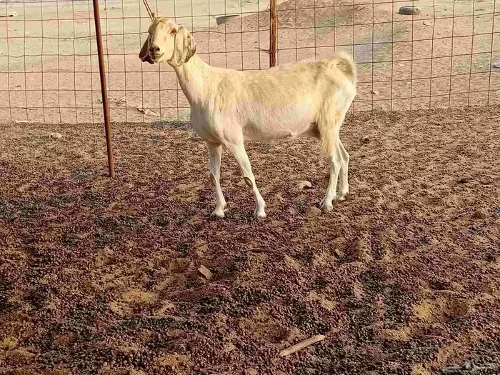 عنز دفيع صحتها سليمه ومشروطه سنها جميع شبب 3