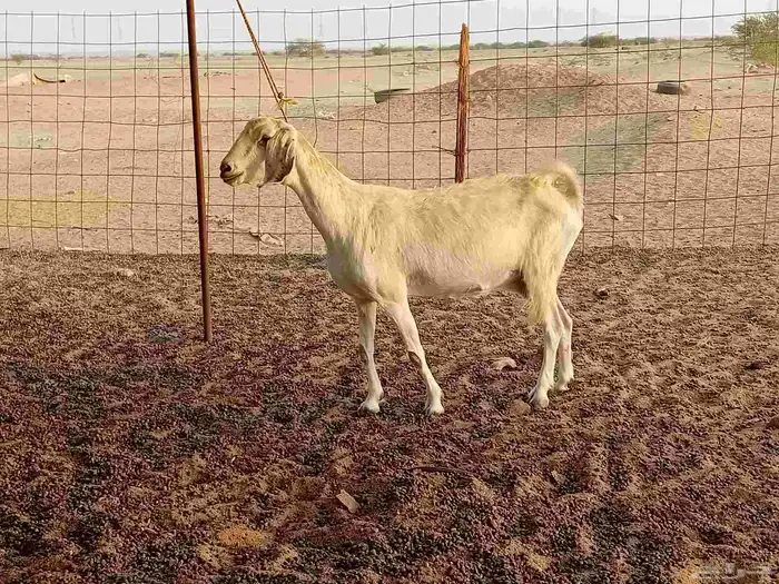 عنز دفيع صحتها سليمه ومشروطه سنها جميع شبب 4