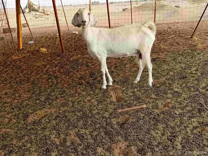 عنز دفيع صحتها سليمه ومشروطه سنها جميع شبب 7