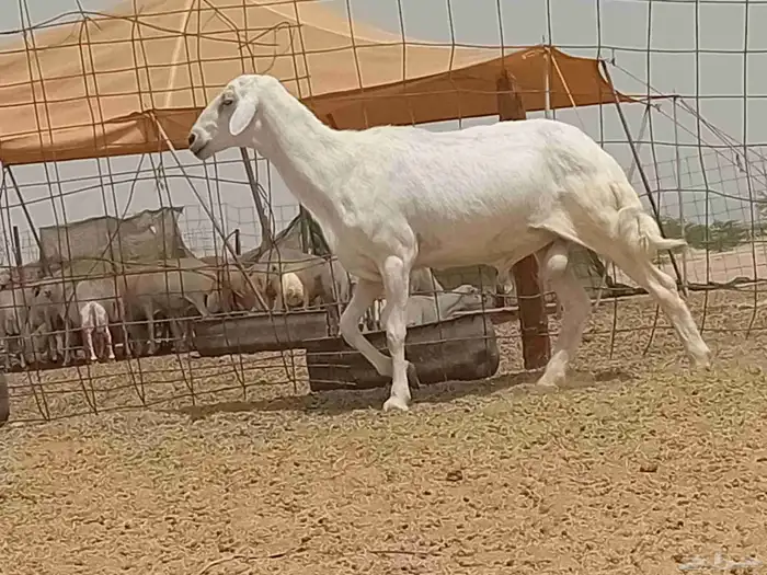 فحل حري كفووو مشروط وحار بالضراب سنها سديس 1