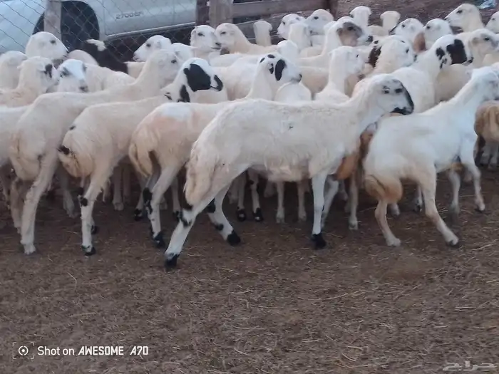 رخال رفيدي بلدي من 740 جمله 1