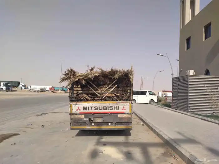 سعف نخل جديد أخضر للعرايش والمظلات 3