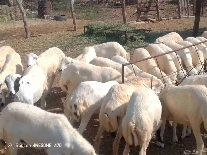 رخال رفيدي بلدي من 740 جمله 0