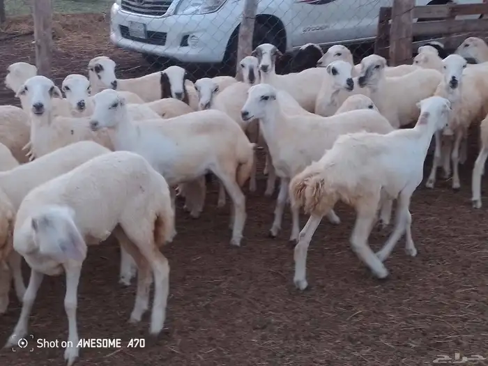 رخال رفيدي بلدي من 740 جمله 2
