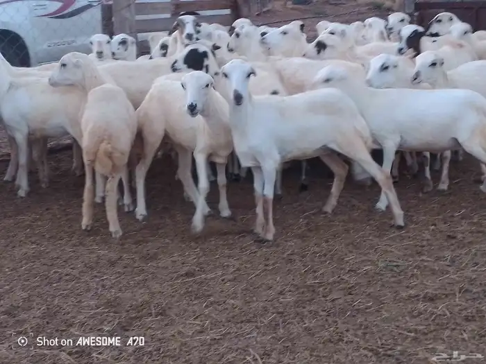 رخال رفيدي بلدي من 740 جمله 4