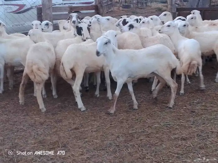 رخال رفيدي بلدي من 740 جمله 5