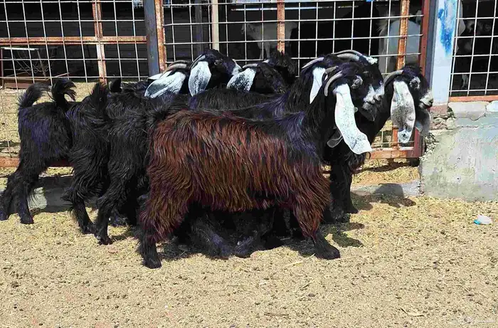 جفرات عوارض درجه اولي العدد 9 با الفحل تأسيس مراح 1