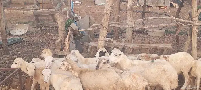 رخال 0