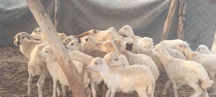 رخال 3