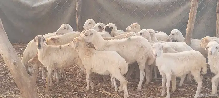 رخال 1