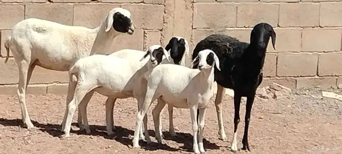 شياه برابره العدد 2 يتبعهن 3 السن رباع 1