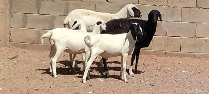 شياه برابره العدد 2 يتبعهن 3 السن رباع 0