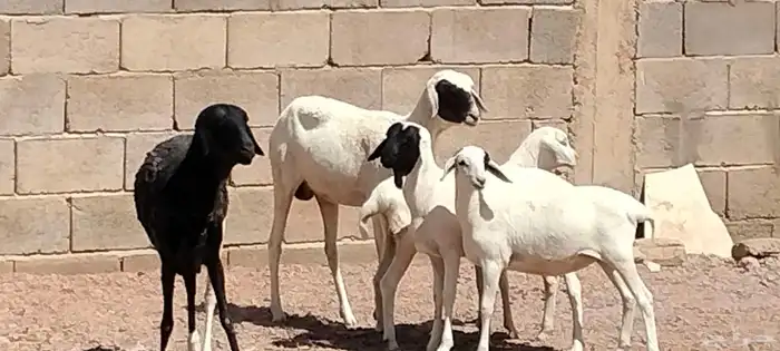 شياه برابره العدد 2 يتبعهن 3 السن رباع 2