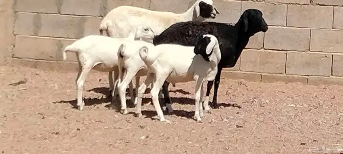 شياه برابره العدد 2 يتبعهن 3 السن رباع 4