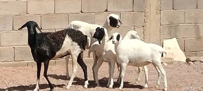 شياه برابره العدد 2 يتبعهن 3 السن رباع 3
