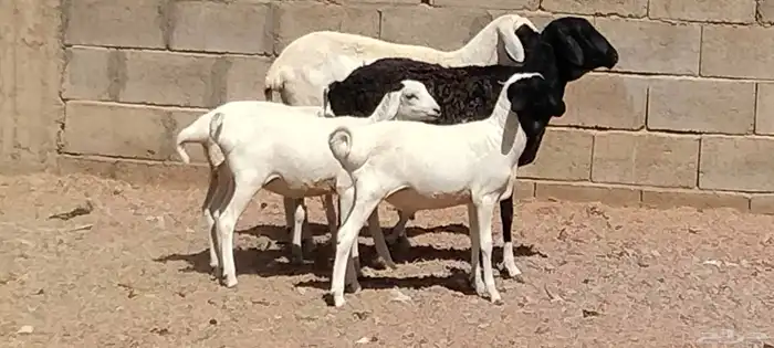 شياه برابره العدد 2 يتبعهن 3 السن رباع 5