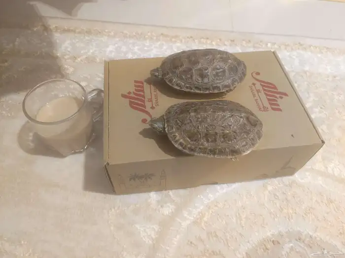 سلاحف برمائية 1