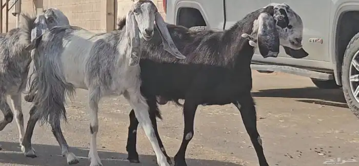 4 معزا دفيع شرط توم على 2 فحص سونار 6