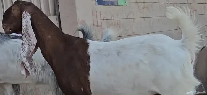 4 معزا دفيع شرط توم على 2 فحص سونار 5