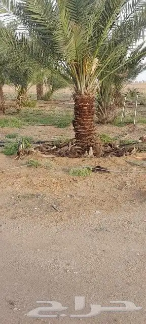 يوجد لدينا عمال تحيض وتكريب وبنا حجر وقلع فروخ 2