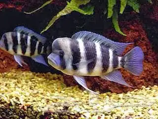 سمكه جميله 0