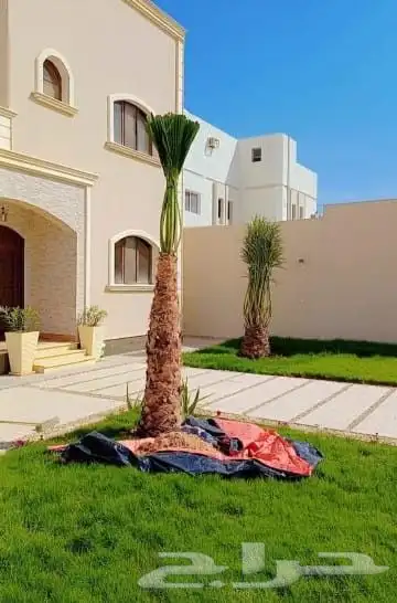 يوجد لدين جميع انواع النخيل الزينه 0