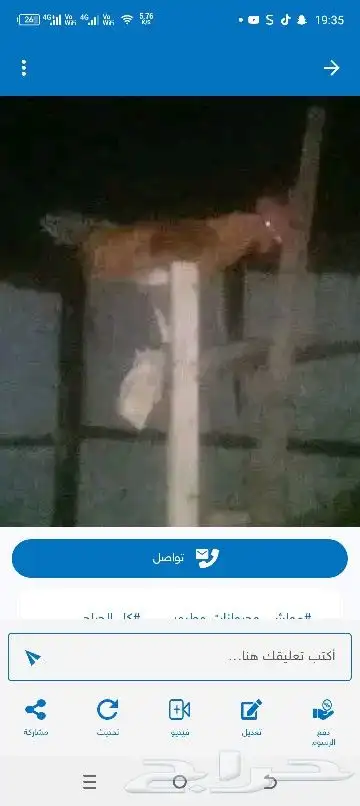 دجاج 0