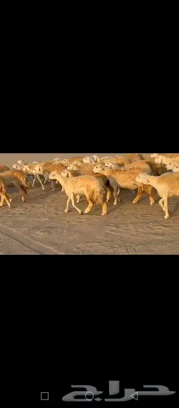 رخال طيبه 0