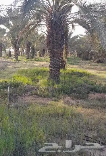 نخل بحجام كبيره من مترين الا خمسه متر 2