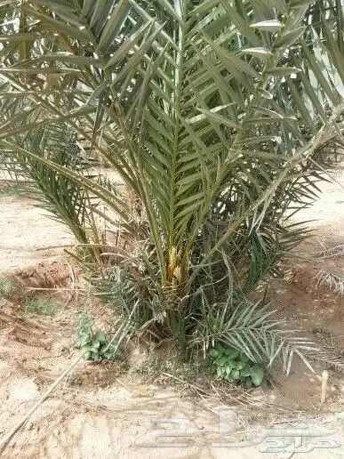 فروخ نخل جثايث نقايل 5