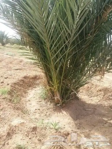 فروخ نخل جثايث نقايل 4
