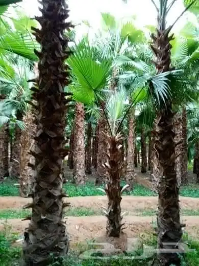 نخيل واشنطني امريكي ابو مروحه 0