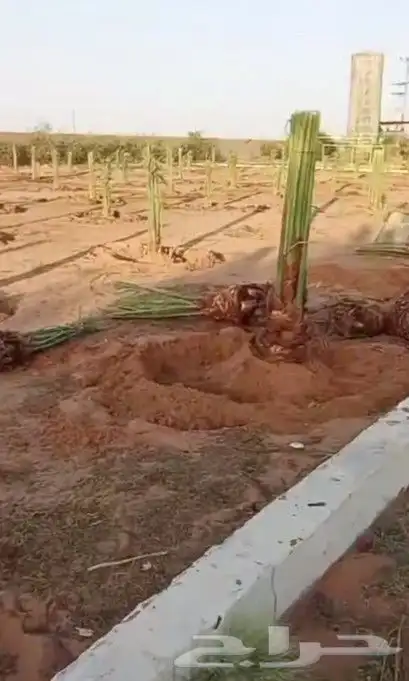 يوجد لدينا عمال تحيض وتكريب وبنا حجر وقلع فروخ 1