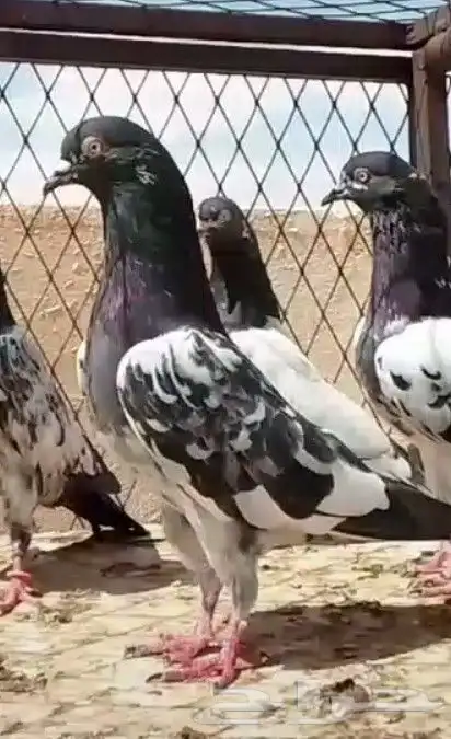 حمام باكستاني 6