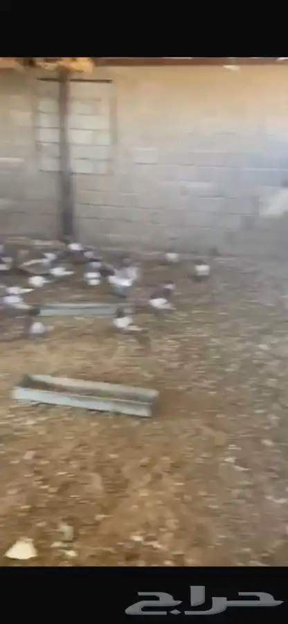 حمام للبيع 3
