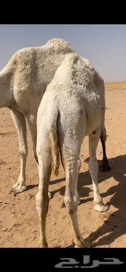 للبيع حشو 3