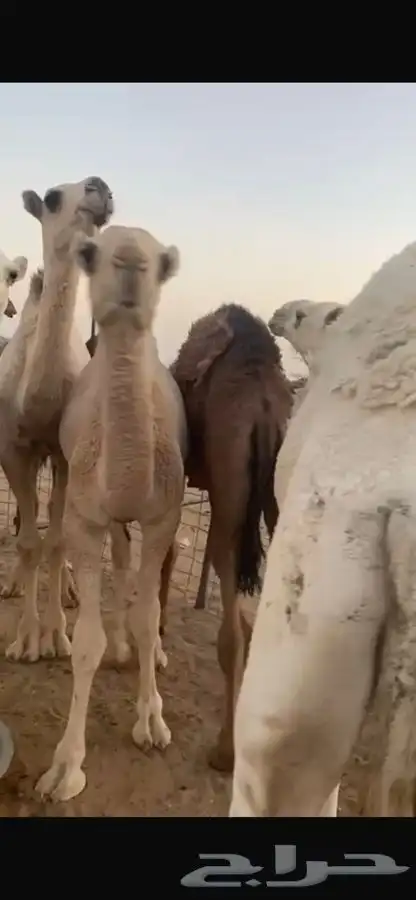 حشوان للبيع 0